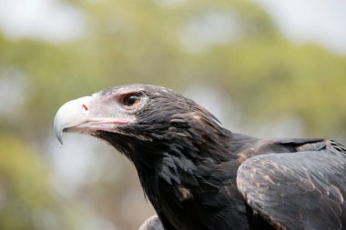 Bu bir kama kuyruklu kartalın yan görüntüsü.