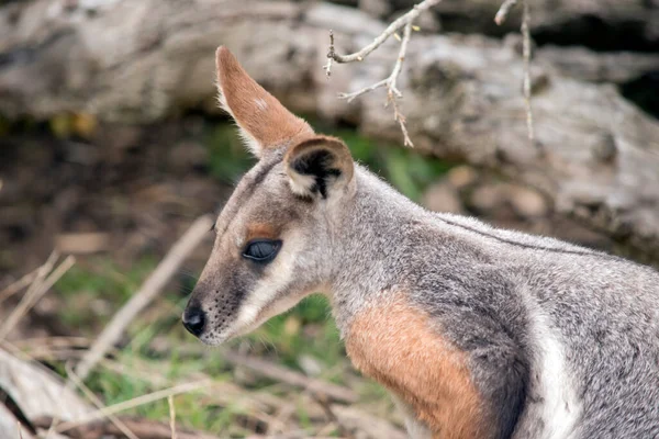 This is a side view of a yellow footed rock wallaby