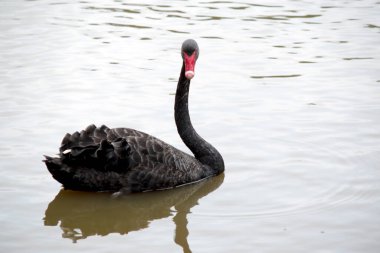 Siyah kuğunun siyah tüyleri ve beyaz çizgili kırmızı bir gagası ve uzun bir boynu vardır.