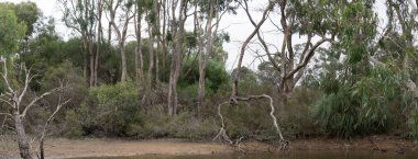 Su birikintisinin yanında birçok hayvan tatlı sudan su içmeye gelir. Bölge kuşlar, ördekler ve kangurularla doludur.