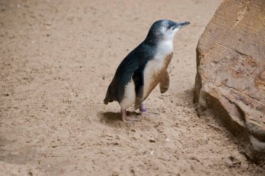 Bu bir peri pengueninin yan görüntüsü.