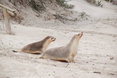 Deniz aslanının beyaz bir tabanı ve yırtıcılardan korunmak için gri bir üstü vardır.