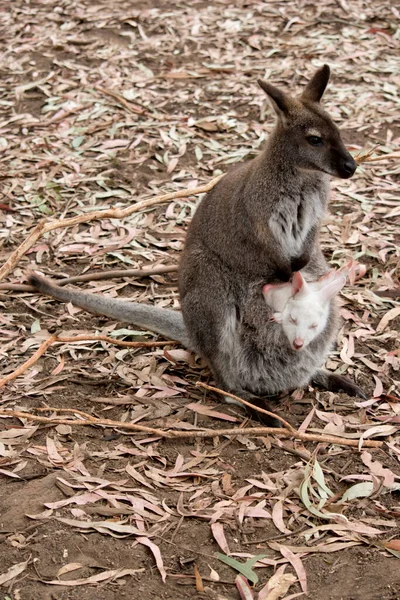 Wallaby Cuello Rojo Tiene Piel Rojiza Sus Hombros Nuca Resto — Foto de Stock