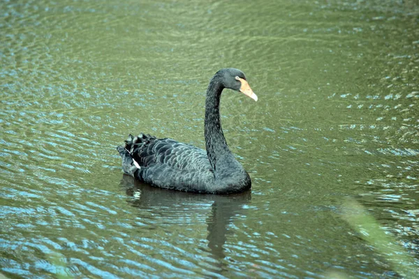 Australische Zwaan Zwemt Het Meer — Stockfoto