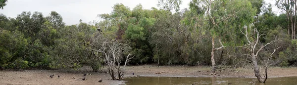 Junto Abrevadero Vienen Muchos Animales Beber Del Agua Dulce Zona — Foto de Stock