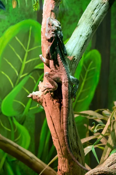 Lézard Encolure Frouche Grimpe Dans Arbre — Photo