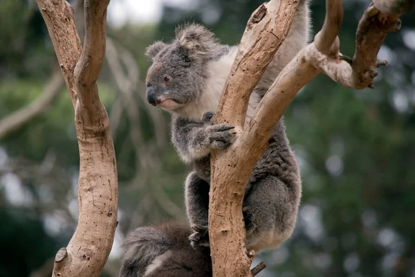 Koala Klimt Een Boom — Stockfoto