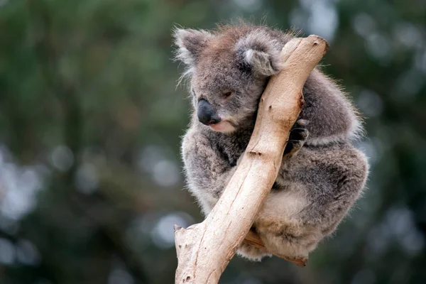Koala Har Grå Och Brun Päls Med Stor Svart Näsa — Stockfoto