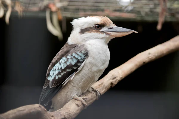 Side View Laughing Kookaburra — Stock Photo, Image