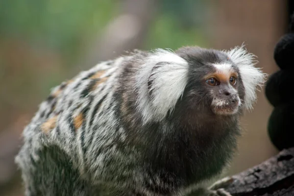 Marmoset Branco Cinza Bronzeado Com Pêlos Brancos Arbustivos Sobre Suas — Fotografia de Stock