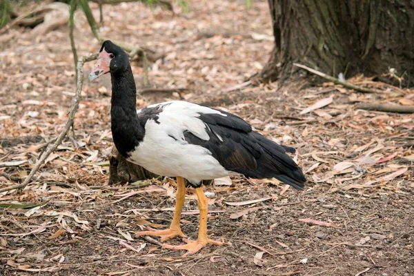 Oie Pie Est Une Oie Noire Blanche Tête Son Cou — Photo