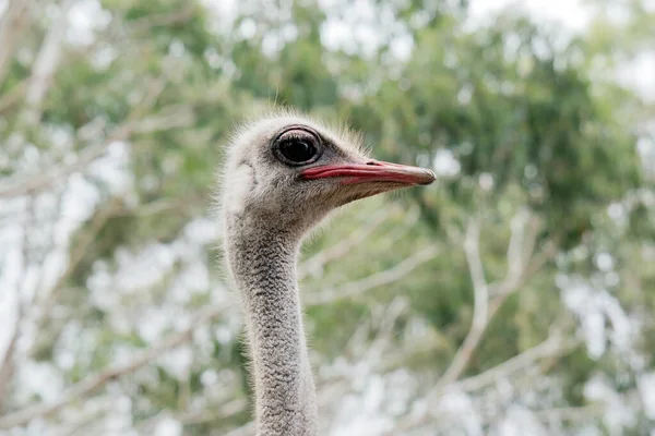 Dit Een Zijaanzicht Van Een Struisvogel — Stockfoto