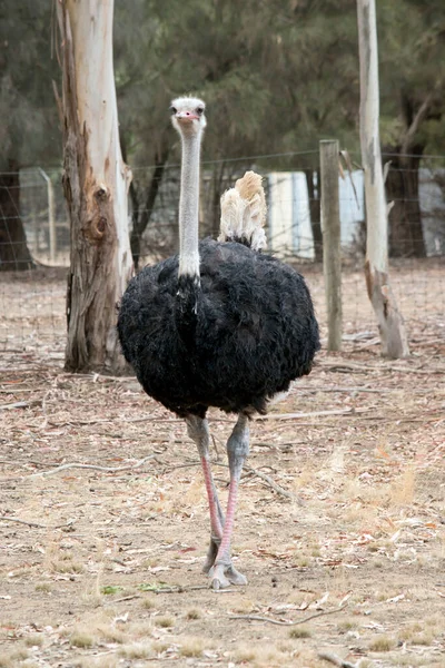 Ostrich Wandering Paddock — Stock Photo, Image