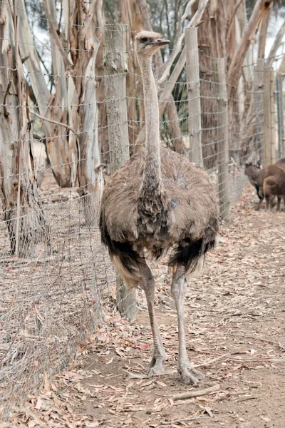 Female Ostrich Tall Bird Cannot Fly — Stock Photo, Image