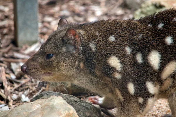 Dies Ist Eine Seitenansicht Eines Quolls — Stockfoto