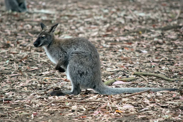 Red Necked Wallaby Has Reddish Fur Its Shoulders Nape Rest — Stock Photo, Image