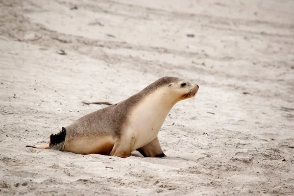 Sea Lion Walking Beach Looking Its Mother — Stock Photo, Image