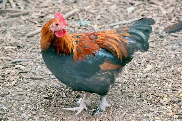 Haan Oranje Zwart Bruin Met Een Rode Kam — Stockfoto