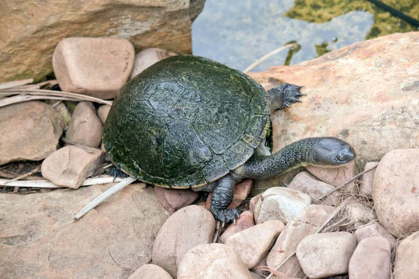 Schildpad Heeft Een Groene Schelp Met Grijze Kop Poten — Stockfoto