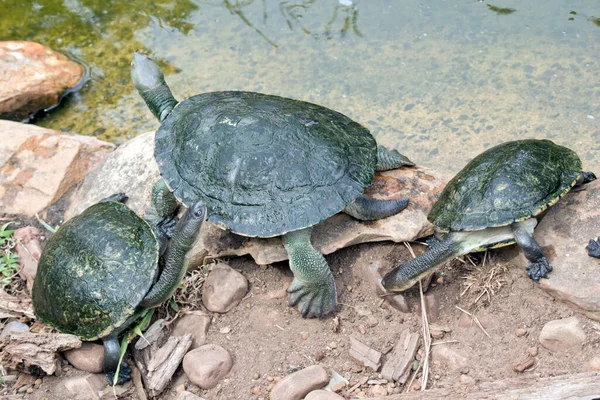 the turtle has a green shell with grey head and legs