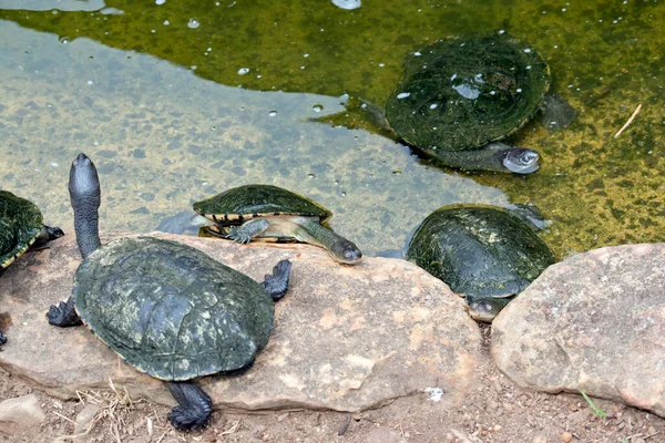 Четыре Черепахи Находятся Воде Рядом Ней — стоковое фото