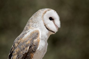 Bu bir baykuşun yan görüntüsü. Tehlikeyi kolluyor.