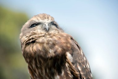 Bu, fareleri arayan güneyli bir kitap baykuşunun yakın çekimi.
