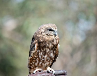 Southern Boobook esasen kahverengidir, beyaz tüyleri ve siyah gagası vardır.