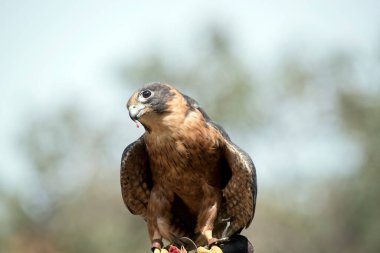 Orta büyüklükte bir şahin olan Avustralya hobisinin uzun, dar, sivri uçlu, tırpan şeklinde kanatları ve kare şeklinde uzun bir kuyruğu vardır. Genel olarak koyu bir kafası ve boynunun arkasına kadar uzanmayan açık yarı yakalı bir kafası vardır.