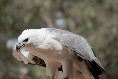Deniz kartalının beyaz bir vücudu, gri kanadı ve gagası vardır.