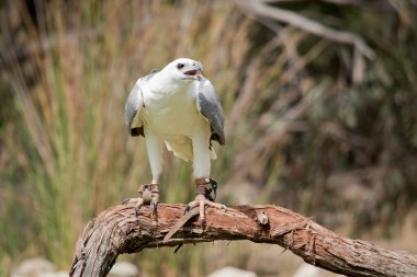 Deniz kartalı bir ağaç dalına tünemiş.