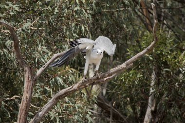 Ayırt edici bir kuş, yetişkin beyaz karınlı deniz kartalının beyaz bir kafası, göğsü, alt kanat örtüsü ve kuyruğu vardır. Üst kısımları gri, alt kısımları siyah. ...