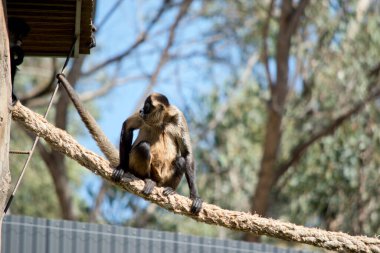 Örümcek maymun siyah ve kahverengi.