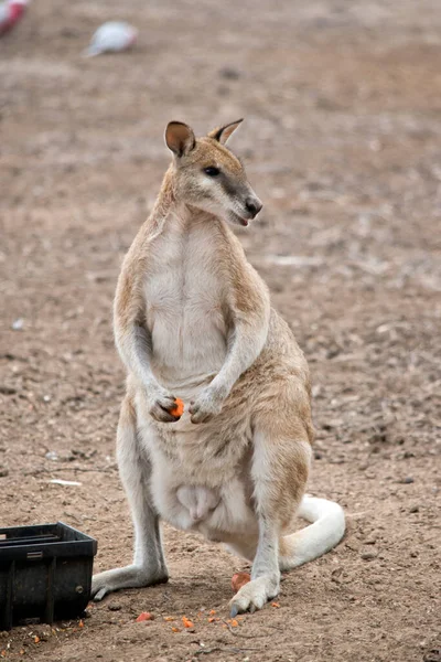 Wallaby Ágil Está Comendo Uma Cenoura — Fotografia de Stock