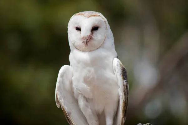 Dit Een Sluiten Van Een Kerkuil — Stockfoto