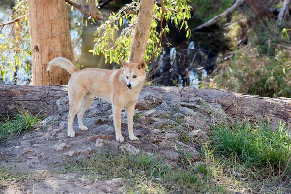 Dingo Doré Est Chien Brun Doré Qui Erre Dans Arrière — Photo