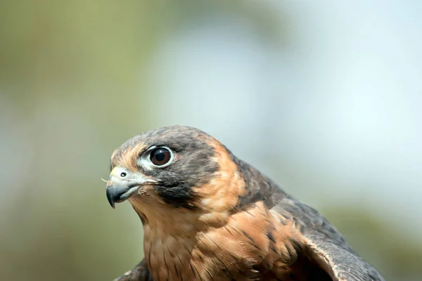 Medelstor Falk Den Australiska Hobbyn Har Långa Smala Spetsiga Lie — Stockfoto