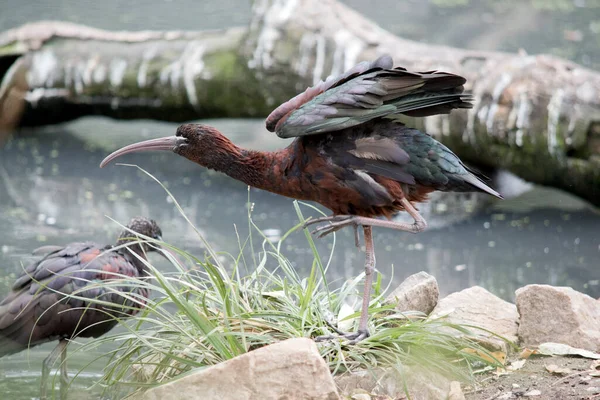 Het Glanzende Ibis Strekt Zich Uit Fladdert Met Vleugels — Stockfoto