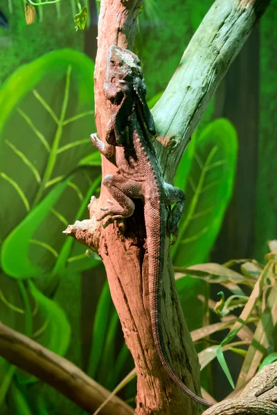 Lézard Encolure Frouche Grimpe Dans Arbre — Photo