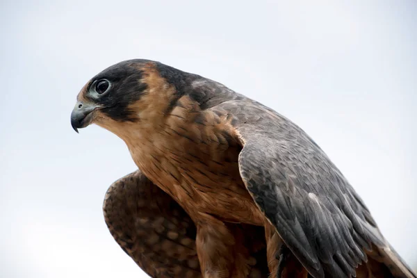 Detta Närbild Australisk Hobby Falcon — Stockfoto