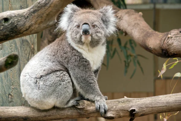 Koala Szürke Barna Volt Fehér Mellkas Fül Nagy Fekete Orra — Stock Fotó