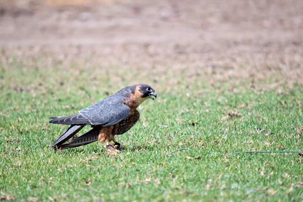 Falcão Tamanho Médio Hobby Australiano Tem Asas Longas Estreitas Pontiagudas — Fotografia de Stock