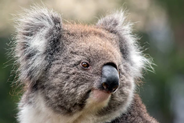 Dies Ist Eine Nahaufnahme Eines Koalas — Stockfoto