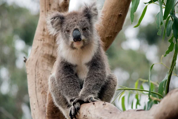 Der Koala Sitzt Der Gabel Des Baumes — Stockfoto