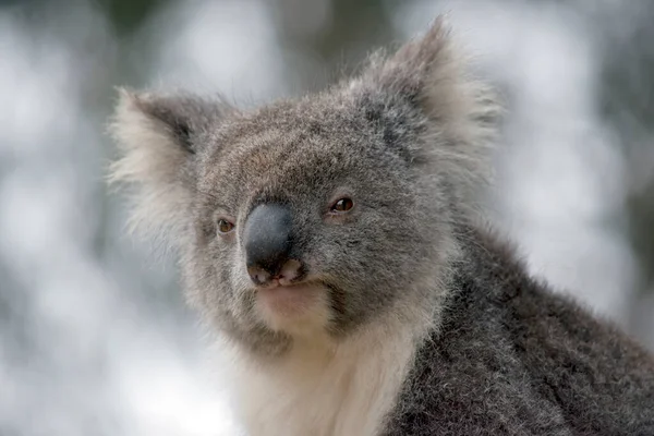 Dies Ist Eine Nahaufnahme Eines Koalas — Stockfoto