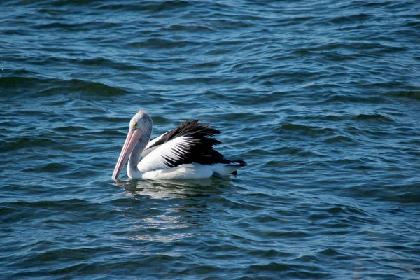 Pelicano Australiano Pássaro Preto Branco Com Bico Rosa — Fotografia de Stock