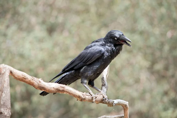 Cuervo Negro Pájaro Negro Con Ojos Blancos — Foto de Stock