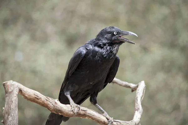 Cuervo Pájaro Negro Con Ojo Blanco — Foto de Stock