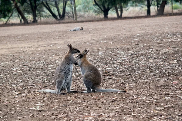 Los Dos Wallabies Están Peleando Medio Campo — Foto de Stock