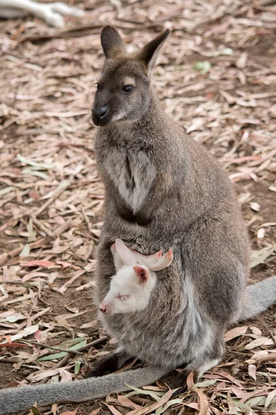 Red Nucked Wallaby Bennets Wallaby Has White Joey Her Pouch — стоковое фото